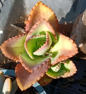 Succulent Plants