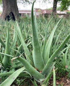 Aloe Vera Plant
