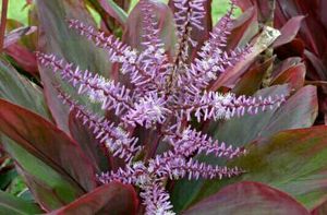 Set 2 Dracaena Mahatma &amp; Callisia Plants