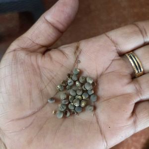 Vegetables Seeds @ ₹20