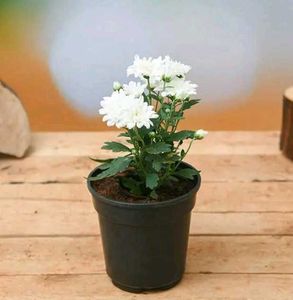 Live White Sewanti Plant