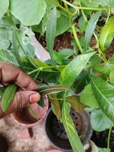 Mango Plant