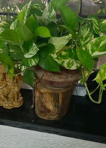 Mixed Bunch Of 4 Varieties Pothos