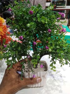 Make Offer 🔥 Plants