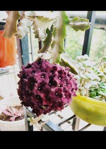 caralluma umbellata