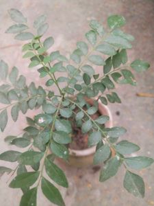 Combo Of 2  Curry Leaves Or Jamun Plant
