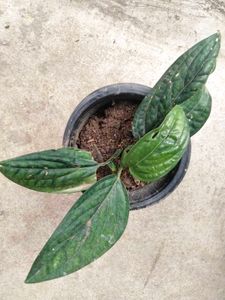 Indoor And Outdoor Plants Combo