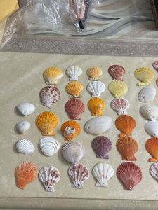 Seashell Collection
