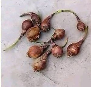 Pink Rain Lily Bulbs 25/-