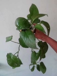 Set 2 Money &amp; Pendulum Plants