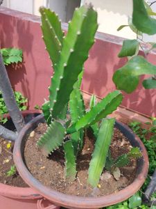 Pink Dragon Fruit Plant