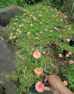 Portulaca Mixed Plant