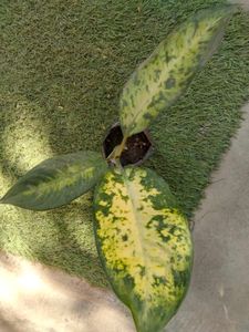 Assorted Indoor and outdoor Plants