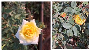 Combo Rose With Lots Of Freebies Only For Punekar