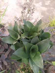 Plant Combo