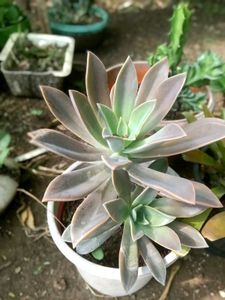 5 Set Of Very Healthy Plants