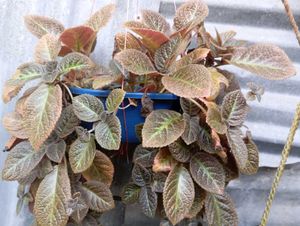 Episcia Plant