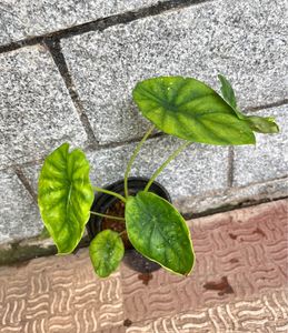 Alocasia Green Shield