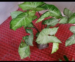 Pack 2 Arrowhead &amp; Callisia Fragrans: Plants &amp; Pot