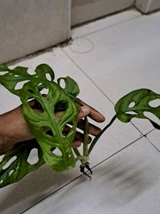 Broken Heart Rooted Plant