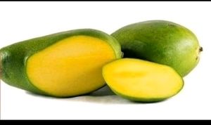 Pack 2 Big Mango 🥭 &amp; NeverNever Plants