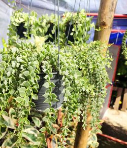 Dischidia Ruscifolia Variegated For Sale