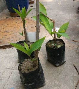 Red Water Apple (Jamrul) Live Plant