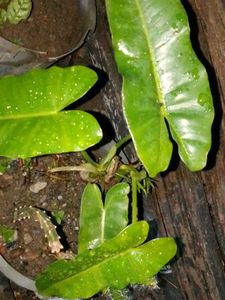 philodendron burle Marx