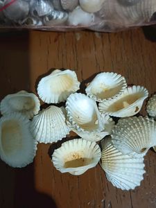 Sea Shells