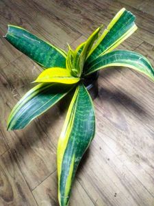 Posted For Buyer