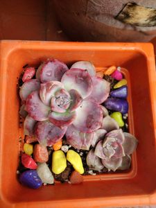 Succulent #1 (1 Big + 1 Small)
