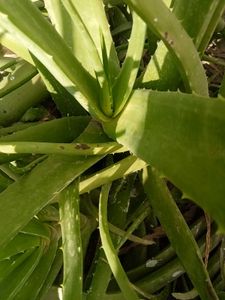 4 Plants Combo Aloe Vera