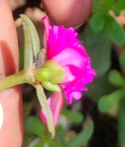 Cinderella Moss Rose Colour