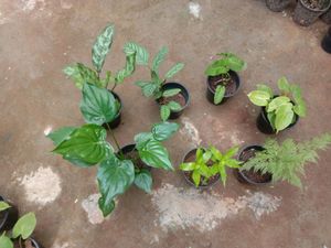 Plants