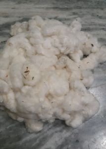 Organic Cotton