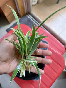 Spider Plant With Roots