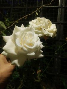 White Rose Flower Plant With Root