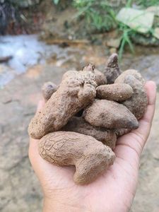 Air potato tuber 🥔