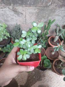 Jade Plant