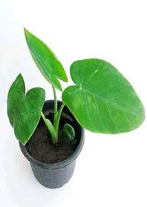 Elephant Ear Plant - Healthy &amp; Thriving!