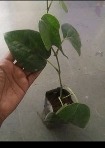 Monsoon Dhamaka Offer Combo 5 Indoor Live Plant