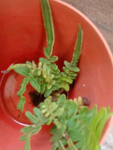 Plant Combo Of10