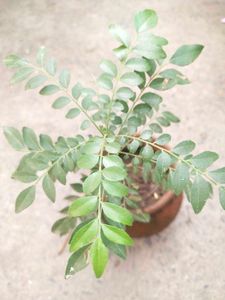Healthy Curry Leaves Plant With Root