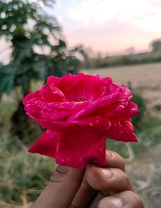 5 Red 🌹 Rose Steam