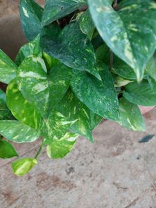 4  Combo Hanging Plants