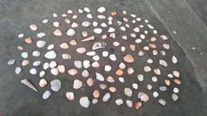 Sea Shells From Andhra Pradesh 130 Shell