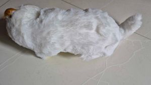 Cat Toy