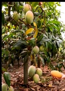 Set 2 Big Mango &amp; SYNGONIUM WENDLANDII Plants