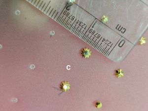 Pure Gold Flower Stud Earrings And Nose Ring
