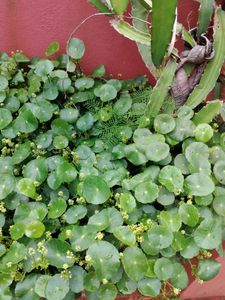 Plants
